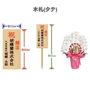 胡蝶蘭 大輪 3本立ち 36輪〜(蕾込み) 木...の詳細画像1