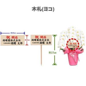 胡蝶蘭 大輪 3本立ち 36輪〜(蕾込み) 木...の詳細画像2