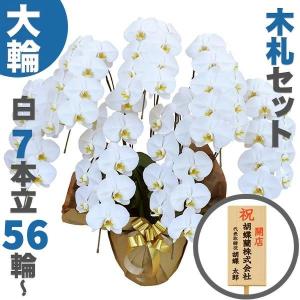 胡蝶蘭 大輪 白 7本立ち 56輪〜(蕾込み) 木札セット 高級 農園直送 金賞受賞 金婚式 移転祝い 開業祝い 叙勲 受章祝い 昇進 栄転 就任 長寿 還暦 株主総会