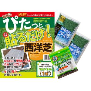 ソラニワ 芝生 シート 種 床土 目砂 肥料 Yahoo ショッピング