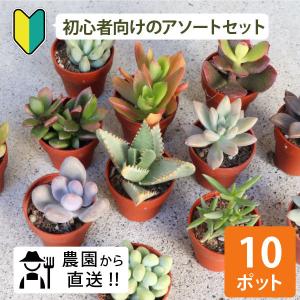 苗 多肉植物 ミックス1寸 (1号 3cmポット) 72個 セット (ケース) 寄せ