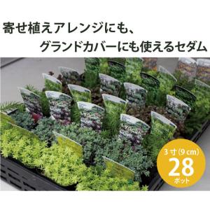 セダム グランドカバーの商品一覧 通販 Yahoo ショッピング