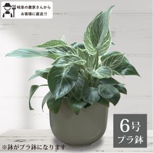 ブラヘア カルカレア Brahea calcarea 5号 : 植物・園芸専門店 花育