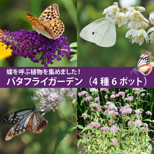 蝶を呼ぶ バタフライガーデン 苗 セット 4種6ポット コンパクトセット