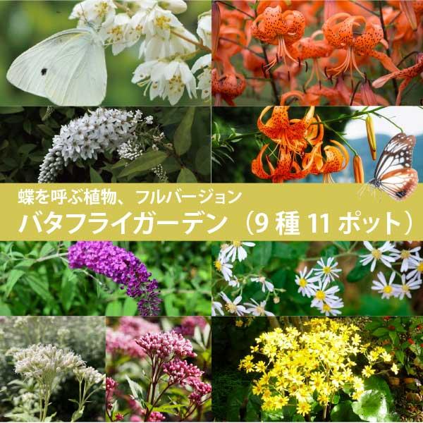 蝶を呼ぶ バタフライガーデン 苗 セット 9種11ポット フルセット フジバカマ ブッドレア バタフ...