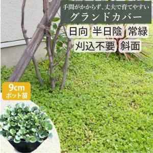 ディコンドラ16苗 ダイカンドラ・ポット苗・ 32個セット 3寸（3号 9cmポット) 農家直送