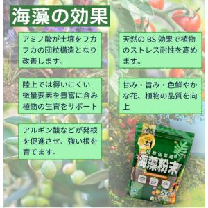 海藻粉末 お試し 家庭向けサイズ 500g 4...の詳細画像4