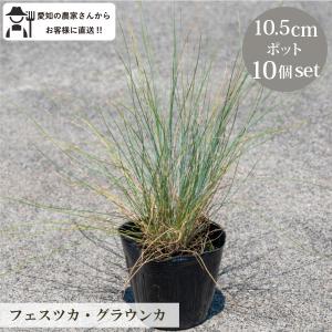 カレックス キウイ レ 5寸 5 個 フェスツカグラウカ3ポット Www Vetrepro Fr