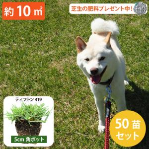 西洋芝 ティフトン419 ティフトン 芝苗 50個 セット (5cm角ポット、約10平米分) ドッグラン 暑さに強い暖地型 スポーツ芝 尿害に強い犬芝　年中植付可能｜soraniwashop