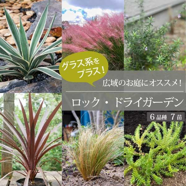 ロックガーデンセット　定番のアガベ・コルジリネにグラス系をプラス！ 生産者直送　15-18cmポット...