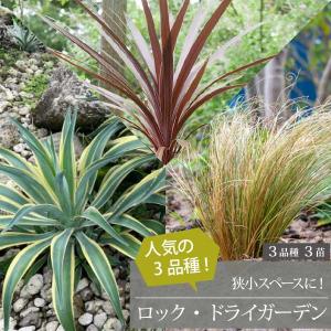 ドライガーデン植栽おすすめセット ドライガーデン おすすめセット 楽天市場】［予約：2025年9月