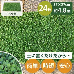 【 育成中*5/28〜発送予定】ダイカンドラ マット 苗［約4.8平米］ 27cm×57cm 24枚セット　グランドカバー 苗 ミクランサ ダイコンドラ