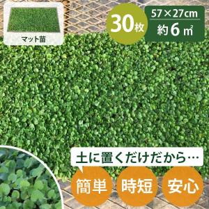 【 育成中*5/28〜発送予定】ダイカンドラ マット 苗［約6平米］ 27cm×57cm 30枚セット　グランドカバー 苗 ミクランサ ダイコンドラ