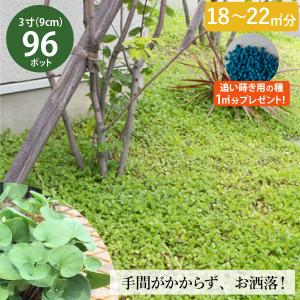 グランドカバー ディコンドラ 花 ガーデニング の商品一覧 通販 Yahoo ショッピング