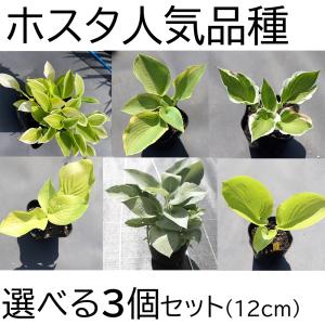 ギボウシ ゴールデンティアラの商品一覧 通販 Yahoo ショッピング