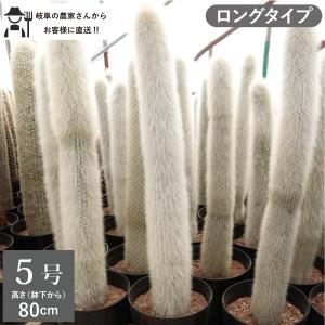 5頭立ち サボテン 柱サボテン 鬼面角 多肉植物 尺鉢 10号 : LeaMalapua