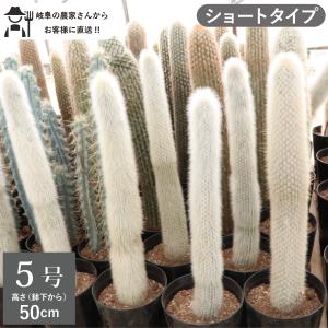 農場直送］キンシャチ 金シャチ 金鯱 サボテン 8号鉢2個セット 樹齢約