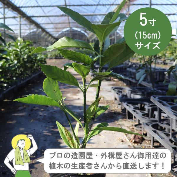 ［生産者直送］アオキ  緑葉  樹高約30cm 15cmポット 3株　アオキバ　青木　植木　常緑低木...