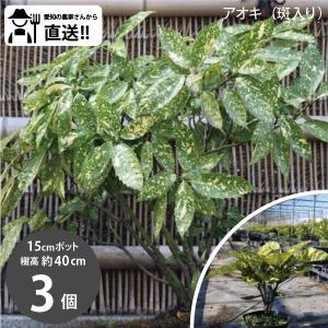 ティーツリー カッパーグロー メラレウカ 樹高約1.4m 植木 庭木 苗木