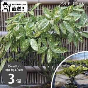 ［生産者直送］斑入りアオキ  緑葉  樹高約40cm 15cmポット 3株　アオキバ　青木　植木　常緑低木  植栽　ミズキ科<br>［IO］