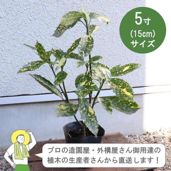 ［生産者直送］斑入りアオキ   樹高約30cm 15cmポット 3株　アオキバ　青木　植木　常緑低木...