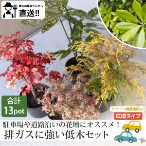 ドライガーデンセット❣️ ヤシ・アガベ・その他（ドライガーデン、リゾートガーデン植物