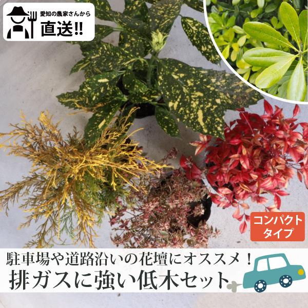 ［生産者直送］駐車場や道路沿いの花壇に！排ガスに強い品種　低木5品種（合計5ポット）セット 常緑 植...