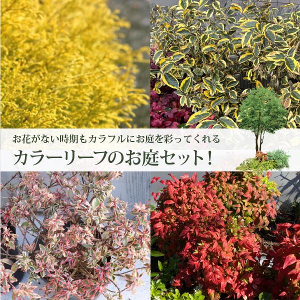 低木4品種 (日向〜半日陰) 計8ポット カラーリーフ中心！ ヒメクチナシ・アベリアコンフェッティ・...