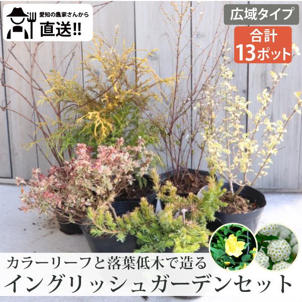 【広域タイプ】カラーリーフと低木のイングリッシュガーデンセット　低木6品種（合計13ポット）セット ...