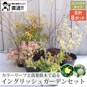 【☆35☆】ソテツ・アガベ・キンシャチ 豪華3点セット ロックガーデンお庭セット 楽天市場】 お庭別ガーデンセット > ロック・ドライガーデン : ソラニワ