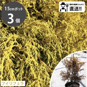 ［生産者直送］フィリフェラオーレア　15cmポット 3株 グランドカバー 植栽　 這い性 コニファー フィリフィラオーレア［IO］