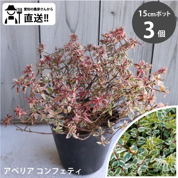 ［生産者直送］アベリア　コンフェッティ 15cmポット 3株 垣根　生け垣　植木　常緑低木 植栽　［...