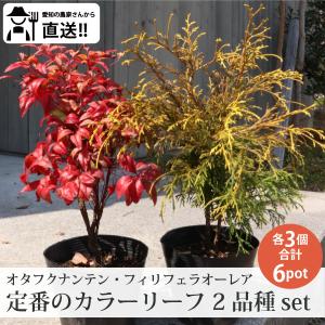 生産者直送］マホニア コンフューサー 樹高約50cm 送料無料 庭木 苗木