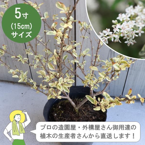 シルバープリペット 樹高約30cm 15cmポット 5株 垣根　生け垣　植木　常緑低木 植栽　 ［I...