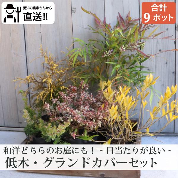 ［生産者直送］扱いやすい低木4品種とグランドカバーセット！5品種（合計９ポット）セット 常緑 植え込...