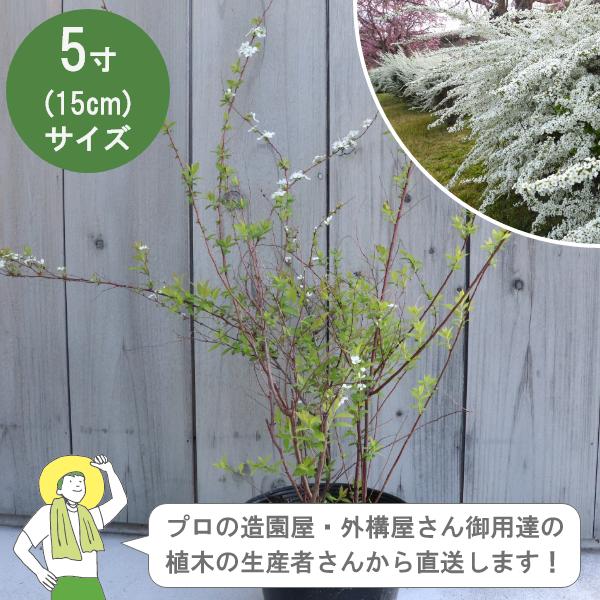 ［生産者直送］ユキヤナギ 樹高約30cm 15cmポット 3株 シモツケ　雪柳　植木　落葉低木 植栽...