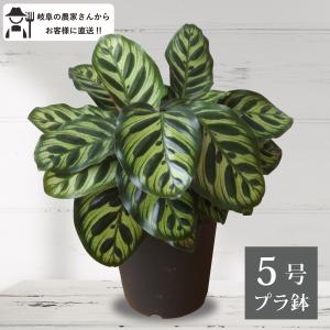 農場直送］キンシャチ 金シャチ 金鯱 サボテン 8号鉢 樹齢約10