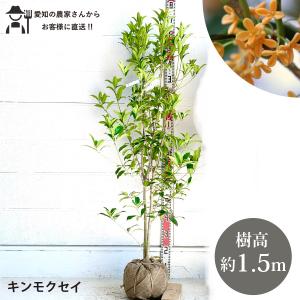 キンモクセイ 約1.7m 特大株 特大株 植木苗木大苗 金木犀 規格