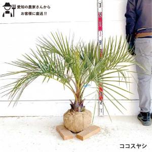 ココスヤシ 9号 樹高1m前後(鉢底から）シンボルツリー 庭木 植木