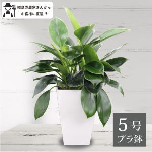 農場直送！］アストロフィツム ランポー玉 開花株 (鸞鳳玉・らんぽう