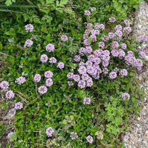 常緑多年草 耐寒性 ハーブ 苗 の商品一覧 花 ガーデニング 通販 Yahoo ショッピング