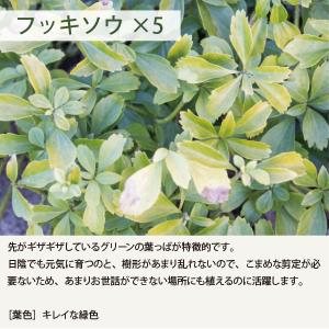 ローメンテナンス・ガーデンセット お世話があま...の詳細画像4