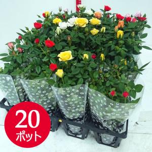 ミニバラ 苗 個 セット ケース カラーミックス 全国送料無料で周年出荷可 Miniturerose ソラニワ 通販 Yahoo ショッピング
