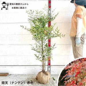 特大株！ ココスヤシ ヤシの木 株立ち（大） 樹高約1.3m 3本立ち 根