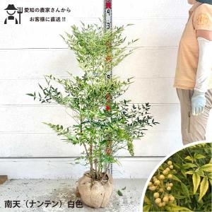 シンボルツリー・下草・庭石の3点セット］これだけでお庭が完成