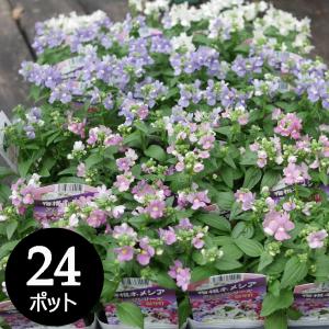 ミニセントポーリア セトコ カラーミックス 2.5号 7.5cmポット 20個