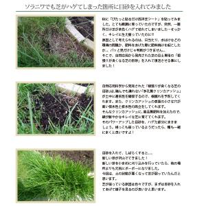 [自然応用科学]「根張りが良くなる芝の目砂/1...の詳細画像2