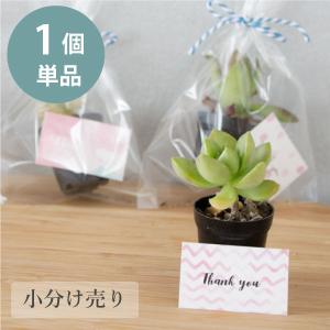 ミニサイズの多肉植物のプチギフト [追加購入専用...の商品画像