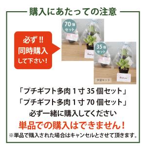 ミニサイズの多肉植物のプチギフト [追加購入専...の詳細画像2