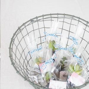 ミニサイズの多肉植物のプチギフト [追加購入専...の詳細画像5
